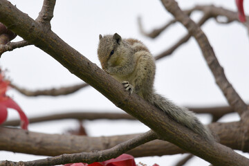 squirrel on tree
nature