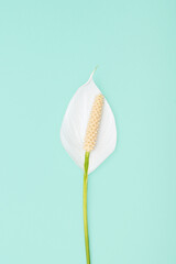 Spathiphyllum or peace lily flower on green background. Tropical white flower on green background.