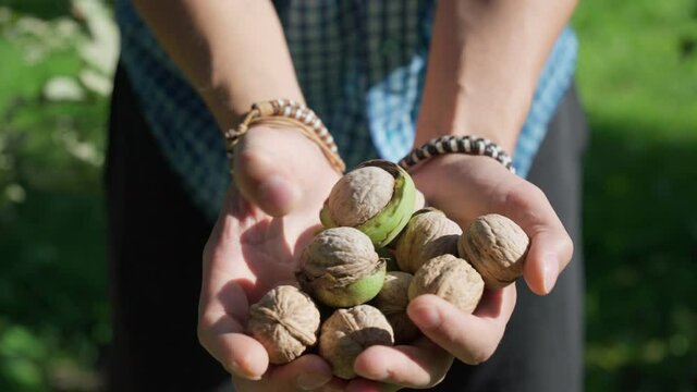 Green unripe walnut in hand. Fruits of a walnut. Raw walnuts in a green nutshell.