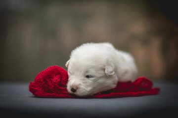 Samoyed puppy sleeping on the floor