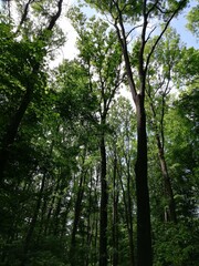 Looking up at the green tops of trees.