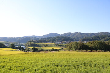 秋の稲田風景