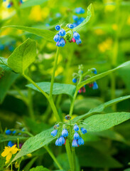 several inflorescences of small blue bell flowers in summer