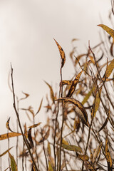 Colourful yellow, orange, green and red autumn fall leaves on tree branches. Seasonal outdoor autumn fall leaves background texture