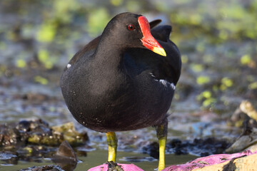 The common moorhen / waterhen
