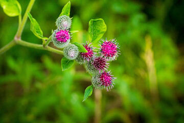 burdock flowers green leaves big bokeh summer sunny day
