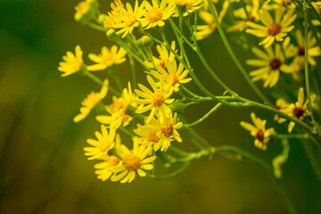 many yellow flowers leaning to the left similar to daisies in summer on a sunny day