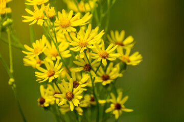 many yellow flowers similar to daisies in summer on a sunny day