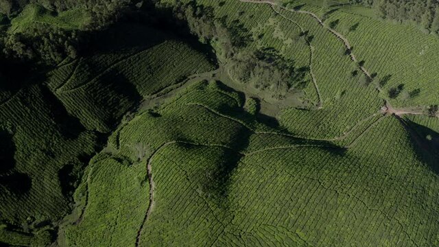Aerial views of beautiful tea plantations