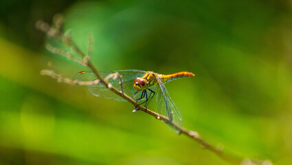 yellow large dragonfly sitting on a dried branch with great bokeh effect