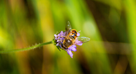 a bee-like fly sits on a single purple flower