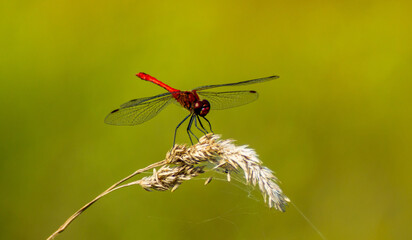 a red dragonfly sits on the dried grass on which the cobwebs