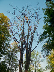 a dead tree among the living, in the evening