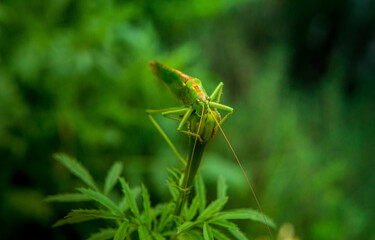 a large green grasshopper sits on an unopened green flower bud on a sunny day
