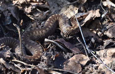 viper in early spring in the forest