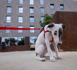 Cute pet whippet puppy in urban setting