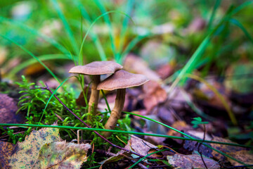 two nondescript brown mushrooms growing in green moss in the forest on a sunny day