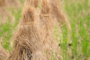 収穫が終わった田んぼ