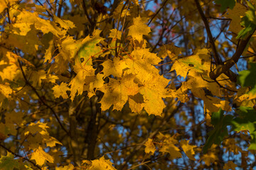 maple tree autumn yellow leafs natural photo