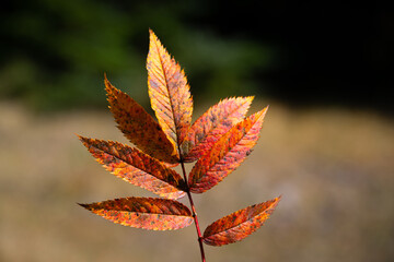 紅葉する葉っぱ