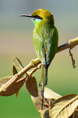 Gree Bee Eater
