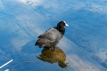 grebe standing on a rock