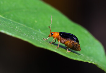 A little orange bettle standing on green leaf (macro photo).