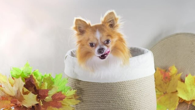 Small red Chihuahua puppy sits in a decorative basket for autumn gifts in the decorations of maple leaves. Pretty orange dog looks into camera and licks. Footage with copy space for text lettering.