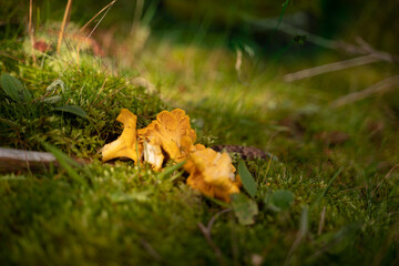 Frisch geernteter Pfifferling liegt im Gras in der Natur
