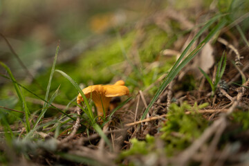 Schöner Pfifferling im Gras in der Natur
