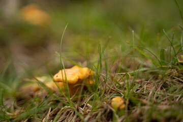Schöner Pfifferling im Gras in der Natur