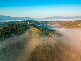 Obraz premium A thin layer of fog floats across the ridge at dawn. Fir trees grow on the slope. Ukrainian Carpathians in the morning. Aerial drone view.