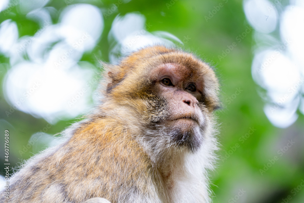Poster selective focus of a monkey with its infant looking at something in the wild