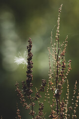 Natura