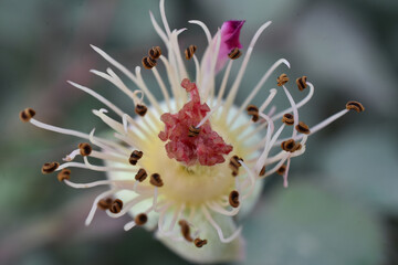 Rose after felling petals 