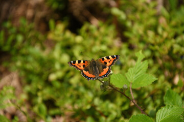butterfly (small tortoiseshell) on a leaf