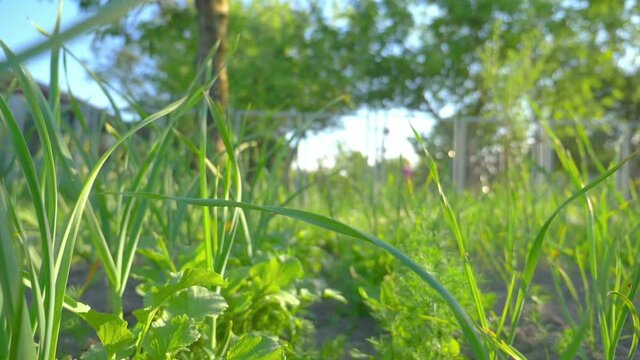 Onion patches in the garden in slow motion 180fps