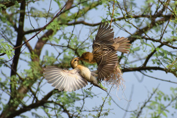 Baya Weaver