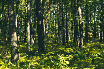 Fototapeta premium Natura