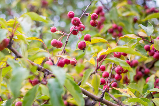 Malus prunifolia on the branches.