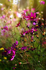 Purple flowers of Cosmos. Delicate, bright flowers close-up with a blurred background. Perennial flowers for gardening.