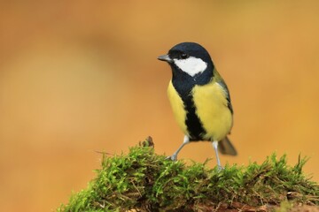 Fototapeta premium Portrait of a cute great tit with yellow background. Parus major. Wildlife scene with a song bird.