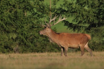 Beautiful european red deer in the nature habitat.  Wildlife scene with a charming stag. Cervus elaphus.