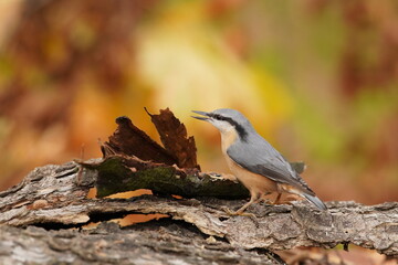 Portrait of a eurasian nuthatch with autumn background. (Sitta europaea) . nuthatch in the nature habitat. Wildlife scene from forest.
