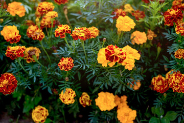 Horizontal photo of marigolds. The flowers are bright yellow, orange, lemon. Very pleasant, medicinal.