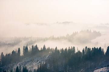morning mist in wintertime. coniferous forest on the rolling hills in fog. gorgeous nature scenery at sunrise