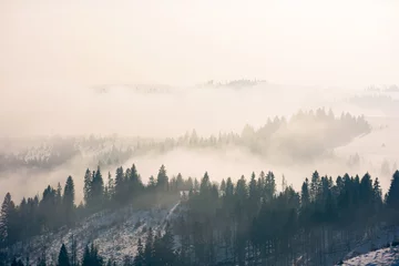 Wall murals Forest in fog morning mist in wintertime. coniferous forest on the rolling hills in fog. gorgeous nature scenery at sunrise