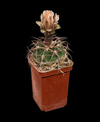 The Plant Blooms, The Cactus Gymnocalicium Mazanense V. Polycephalum (Latin Name), The Birthplace...