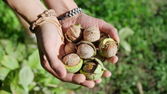 Green walnuts in the hands of a male farmer, close-up. Selective focus