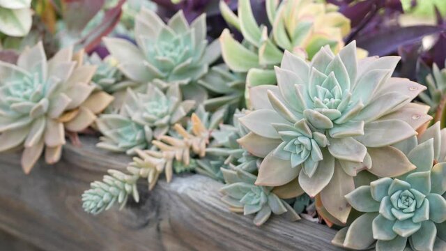 Succulent plants collection, gardening in California, USA. Home garden design, diversity of various botanical hen and chicks. Assorted mix of decorative ornamental echeveria houseplants, floriculture.